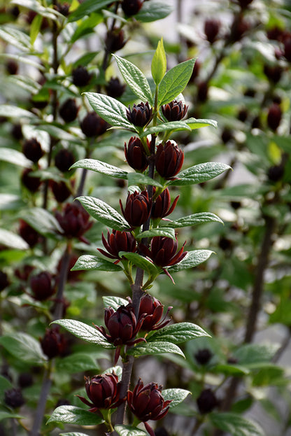 Simply Scentsational® Sweetshrub