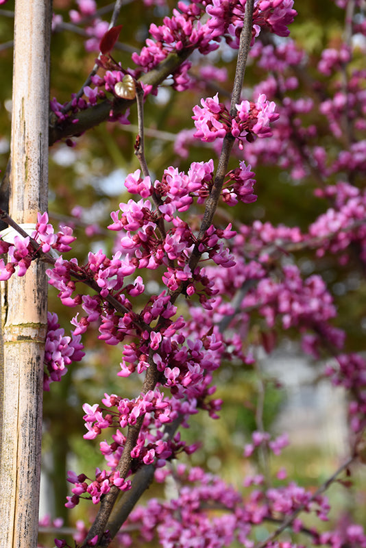 Midnight Express® Redbud
