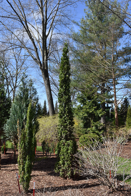 Sting®-Arborvitae