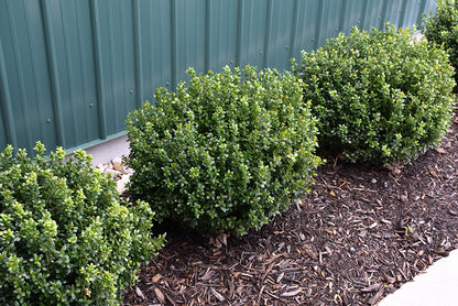 NewGen®-Freedom®-Boxwood