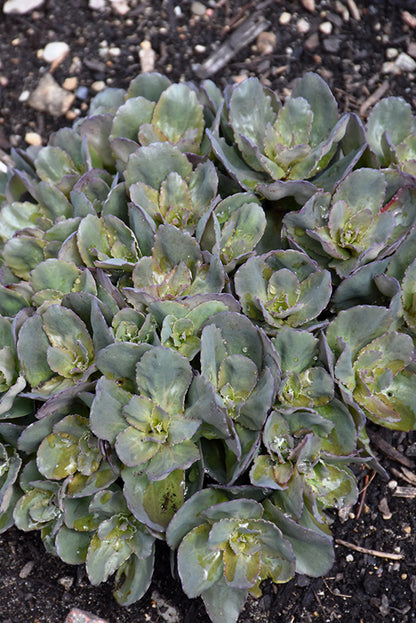 Rock 'N Grow® Back in Black Stonecrop