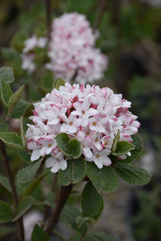 Spice-Girl®-Koreanspice-Viburnum