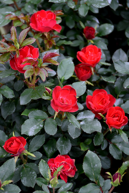 Petite Knock Out® Rose