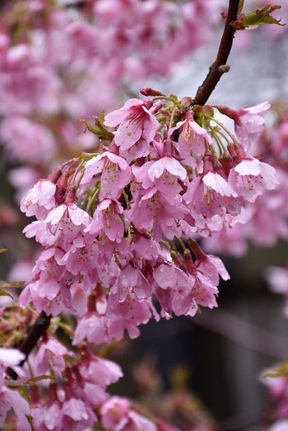 Okame Cherry Tree