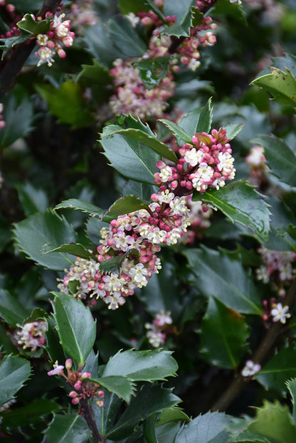 Blue Prince Meserve Holly