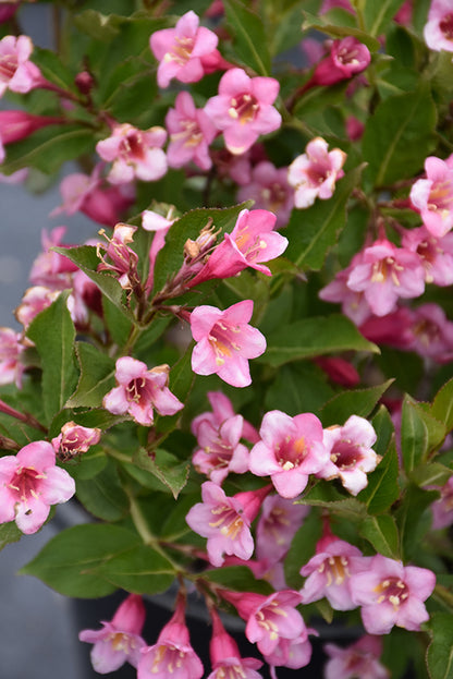 Minuet Weigela