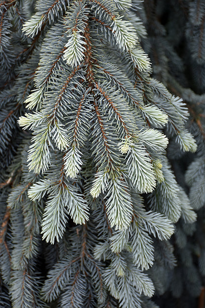 The Blues Colorado Blue Spruce