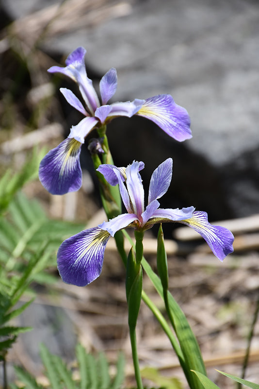 Blue-Flag-Iris