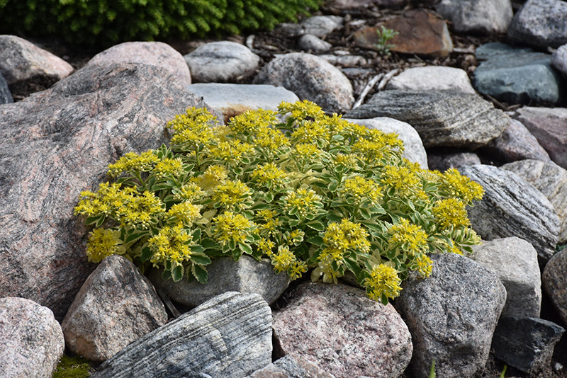 Atlantis-Stonecrop
