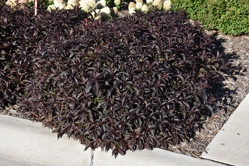 Spilled Wine® Weigela