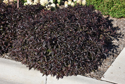 Spilled Wine® Weigela