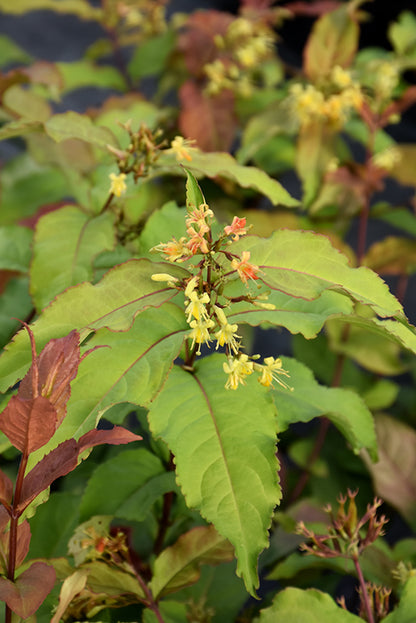 Kodiak® Fresh Bush Honeysuckle