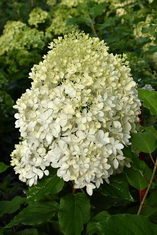 Puffer Fish® Hydrangea