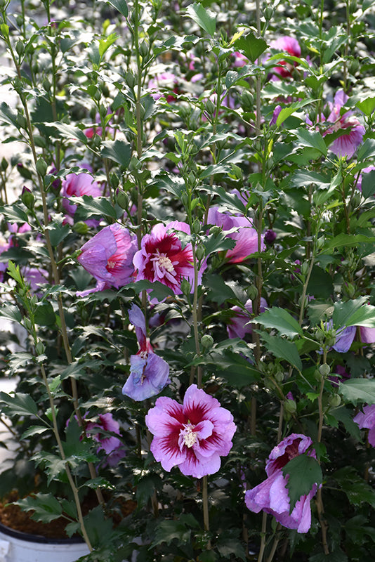 Purple Pillar® Rose of Sharon