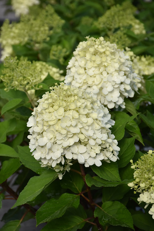 Little Lime Punch® Hydrangea