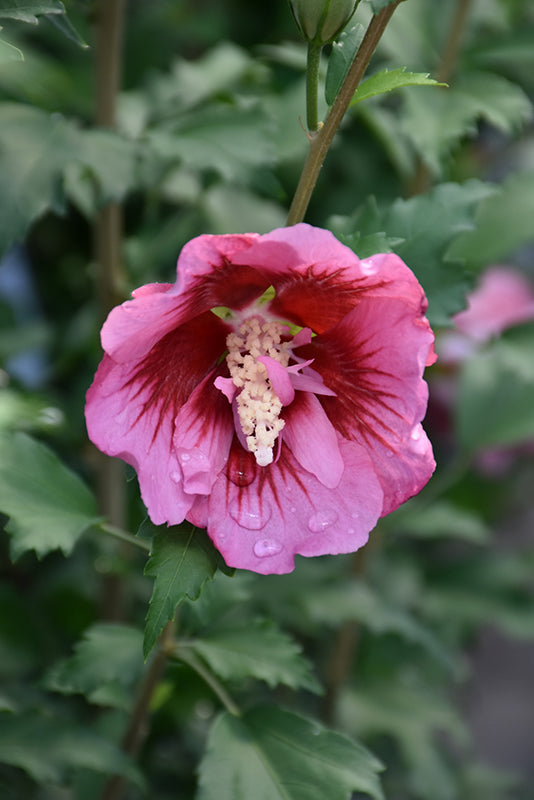 Red Pillar Rose of Sharon (Standard Tree Form)