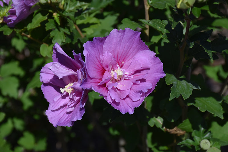 Dark Lavender Chiffon® Rose of Sharon