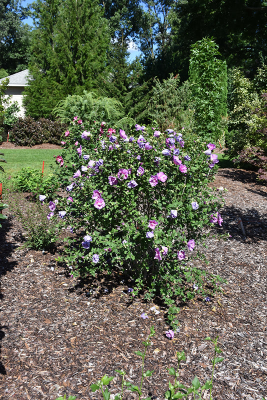 Magenta Chiffon® Rose of Sharon