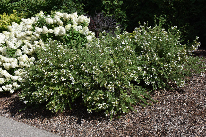 Happy Face® White Potentilla