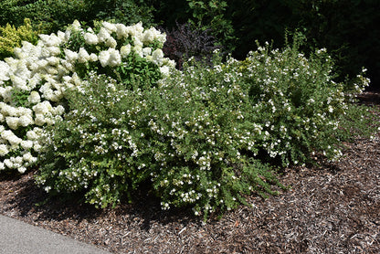Happy Face® White Potentilla