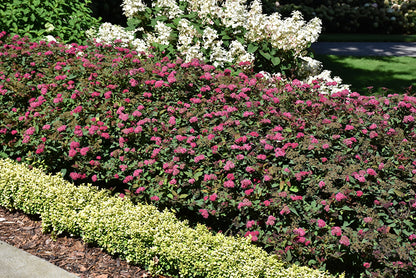Double-Play-Doozie®-Spirea