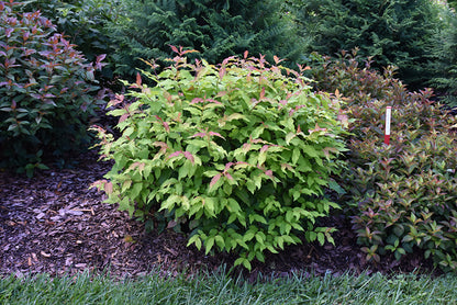 Kodiak® Orange Bush Honeysuckle