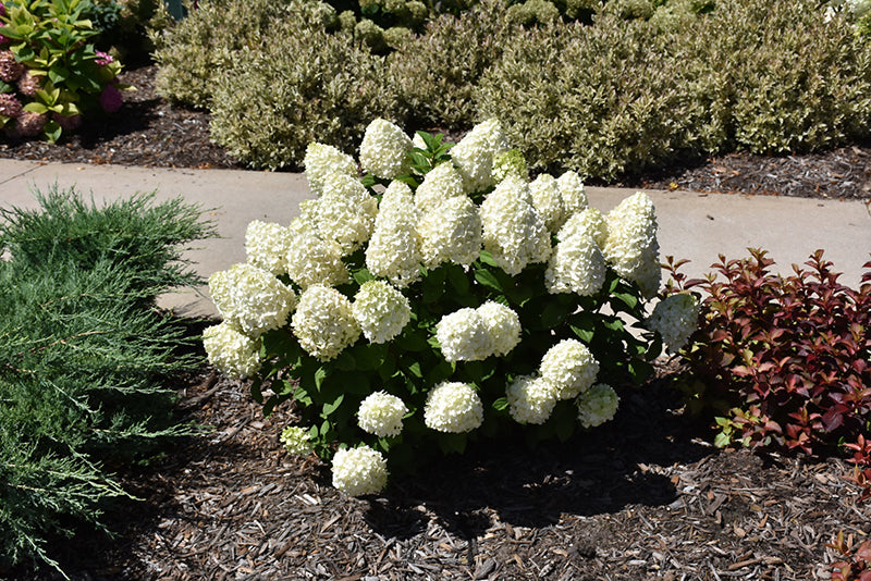 Little-Lime-Punch®-Hydrangea