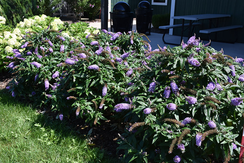 Pugster® Amethyst Butterfly Bush