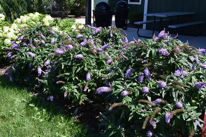 Pugster® Amethyst Butterfly Bush