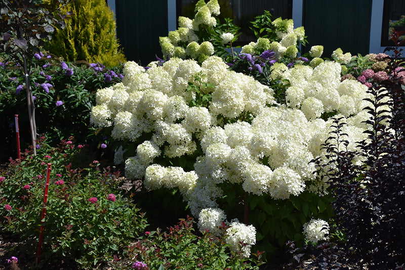 Puffer Fish® Hydrangea