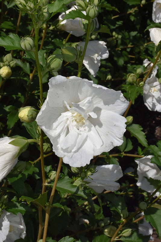 White Pillar Rose of Sharon (Standard Tree Form)