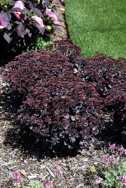 Rock-'N-Grow®-Back-in-Black-Stonecrop