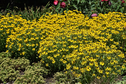 American Gold Rush Coneflower