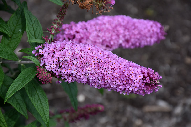 Pugster Pinker® Butterfly Bush
