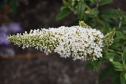 Pugster White® Butterfly Bush