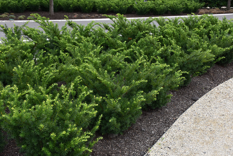 Densiformis Yew