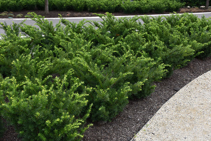 Densiformis Yew