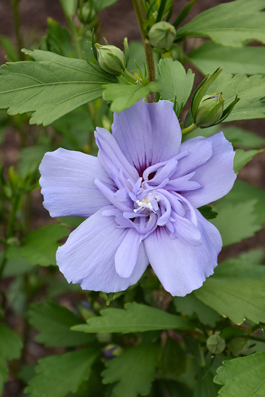Blue Chiffon® Rose of Sharon