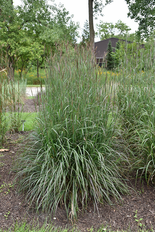 Blackhawks Bluestem