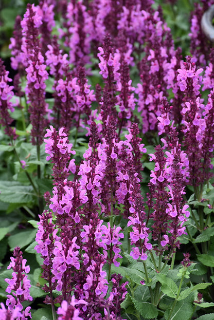 Rose Marvel Salvia (#1)
