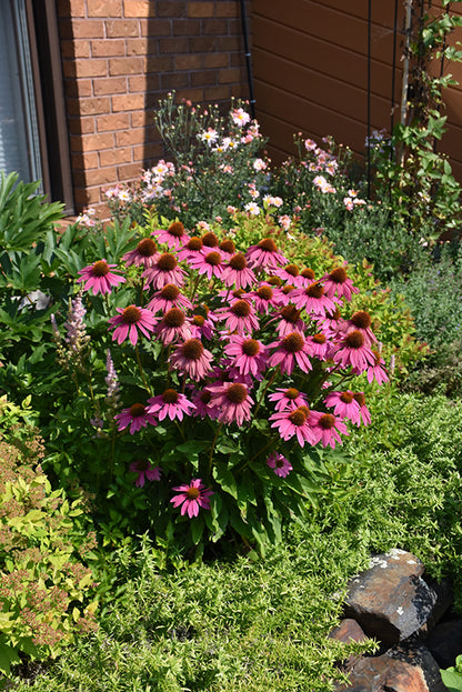 PowWow-Wild-Berry-Coneflower
