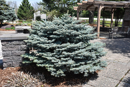 Globe-Blue-Spruce
