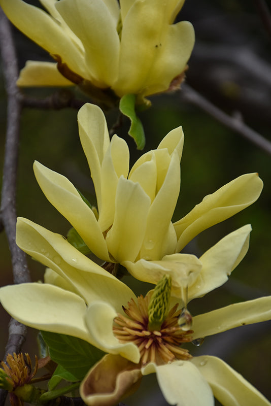 Butterflies Magnolia