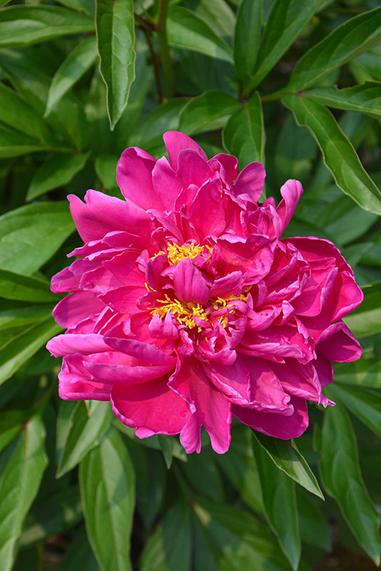 Karl-Rosenfield-Peony