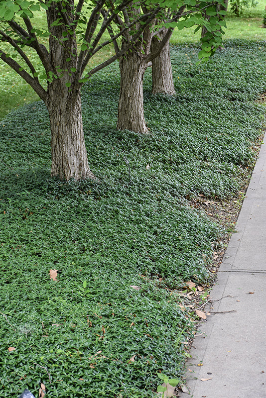 Common-Periwinkle