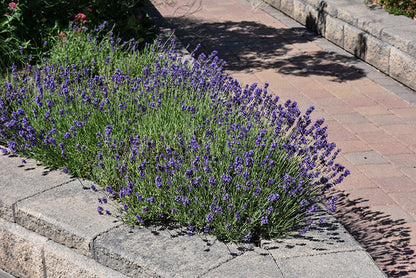 Munstead-Lavender