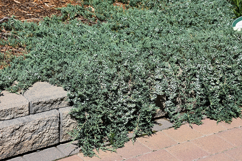 Blue-Rug-Juniper