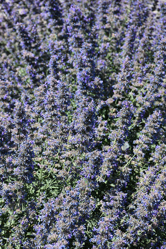 Walker's Low Catmint