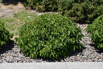 Kelsey-Dogwood