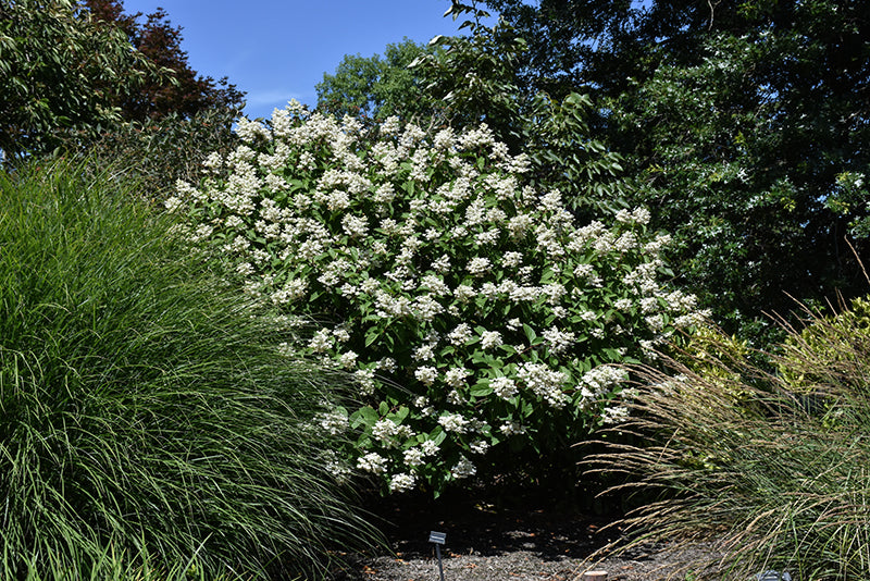 Fire and Ice® Hydrangea